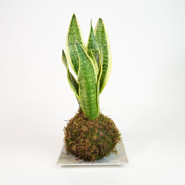 planta natural sin maceta